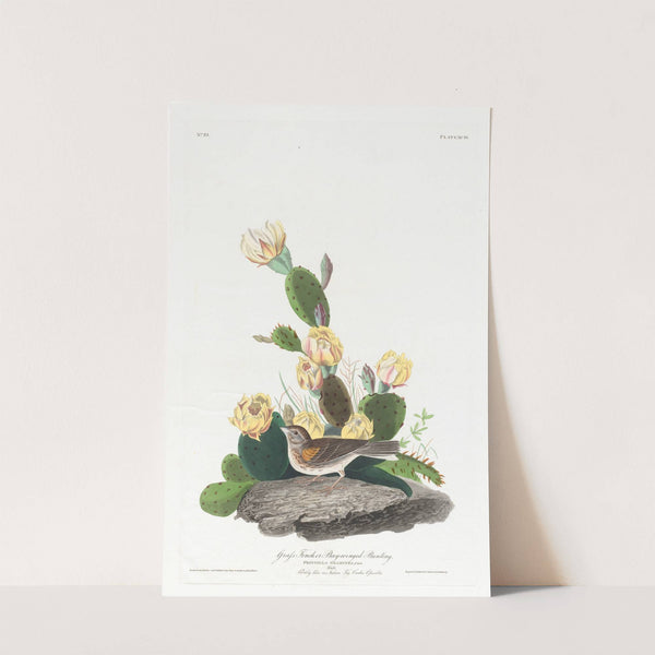 Grass finch or bay-winged bunting by John James Audubon