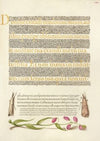 Grass Moths and Milkwort (1561–1596)