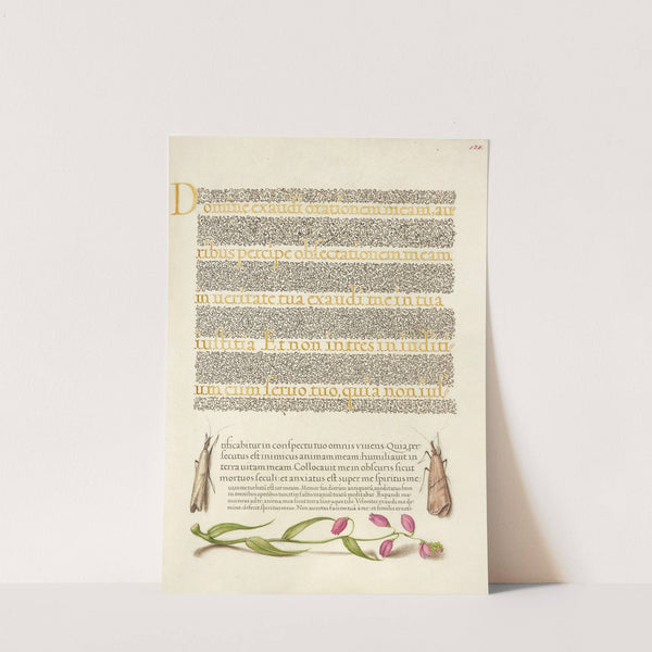 Grass Moths and Milkwort (1561–1596) by Joris Hoefnagel