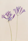 Blueflag Iris (Iris versicolor) (1919)