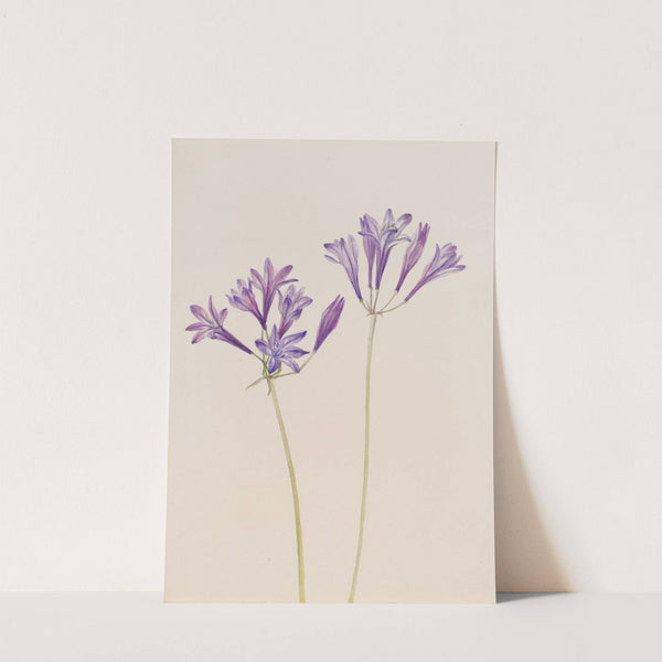 Grass Nut (Brodiaea laxa) (1933) by Mary Vaux Walcott