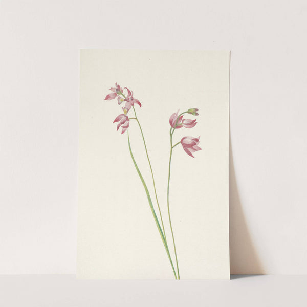 Grass-pink Orchid. Limodorum tuberosum (1925) by Mary Vaux Walcott