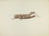 Grasshopper Weather Vane