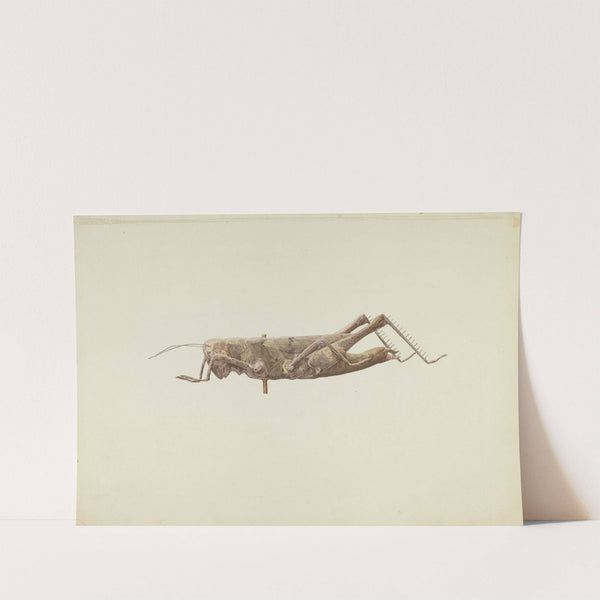 Grasshopper Weather Vane by Joseph Goldberg