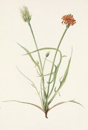 Showy Orchis. Orchis spectabilis