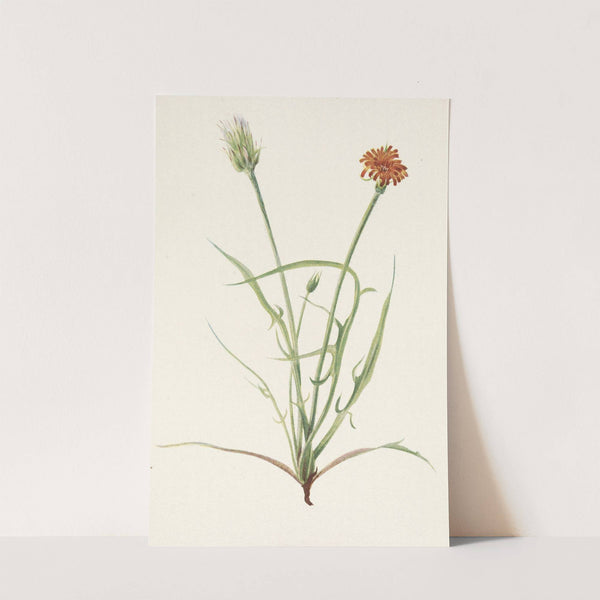 Grassleaf Agoseris. Agoseris graminiflolia (1925) by Mary Vaux Walcott