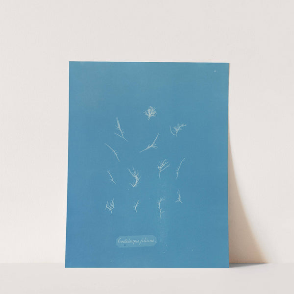 Grateloupia filicina (1843-1853) by Anna Atkins