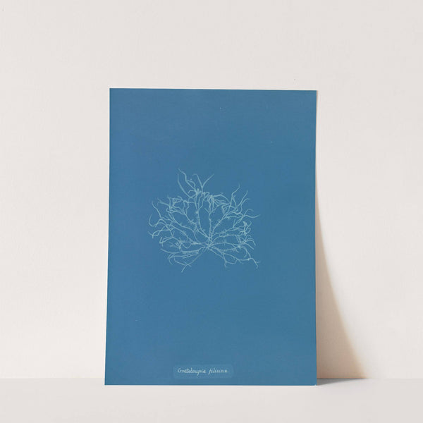 Grateloupia filicina. (1843-1853) by Anna Atkins