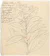 Grawa (Vernonia amygdalina)