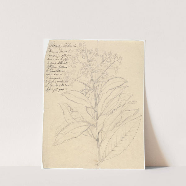 Grawa (Vernonia amygdalina) by Luigi Balugani