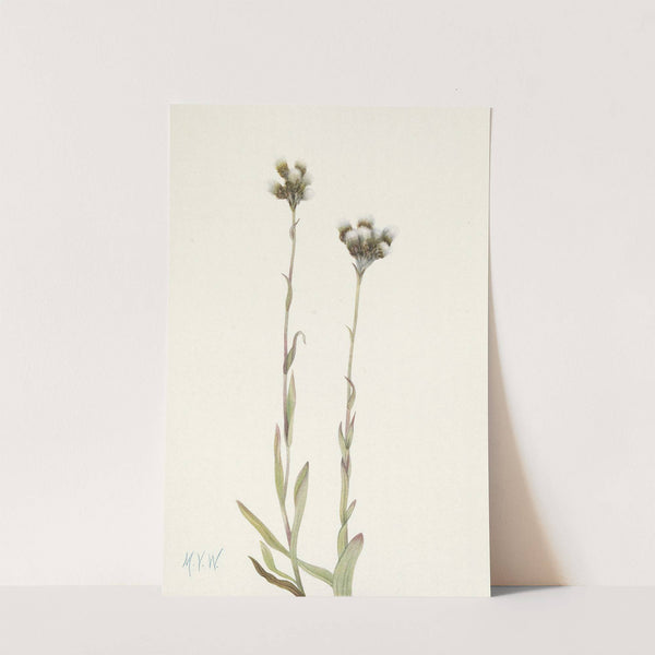 Gray Pussy toes. Antennaria howellii (1925) by Mary Vaux Walcott