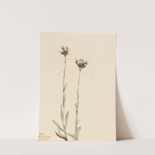 Gray Pussytoes (Antennaria howellii) (1921) by Mary Vaux Walcott