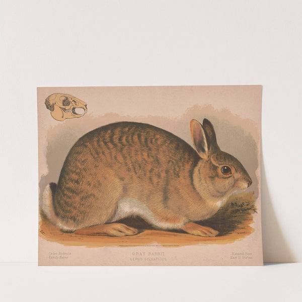Gray rabbit – Lepus sylvaticus (1874) by Louis Prang & Co.