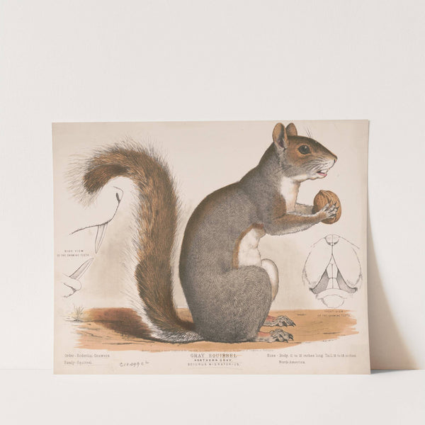 Gray squirrel, Northern gray, Sciurus migratorius (1872) by Louis Prang & Co.