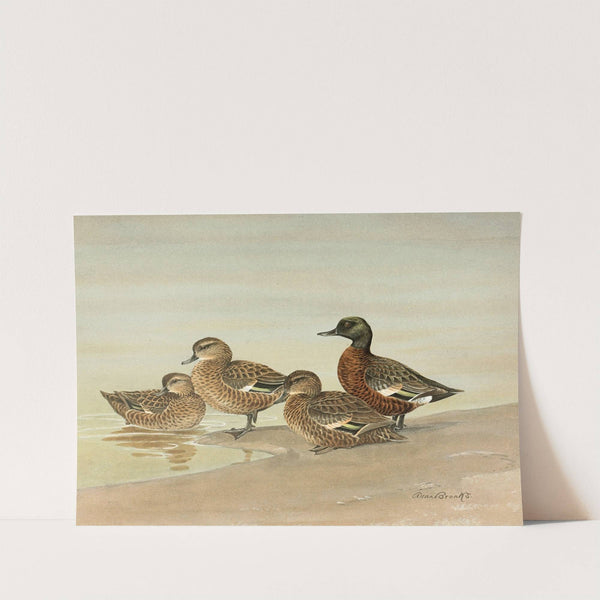Gray Teal, Chestnut-Breasted Teal (1922-1926) by Allan Brooks