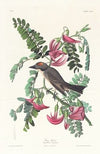 Gray tyrant