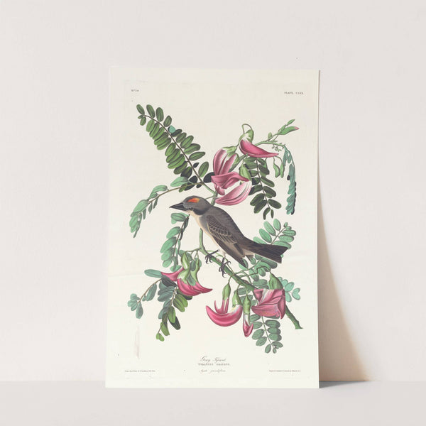Gray tyrant by John James Audubon