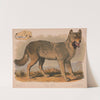 Gray wolf – Canis lupus (1874) by Louis Prang & Co.