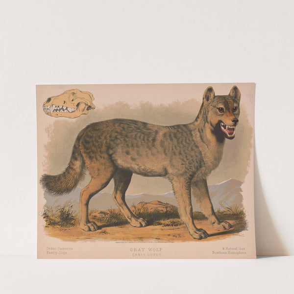 Gray wolf – Canis lupus (1874) by Louis Prang & Co.