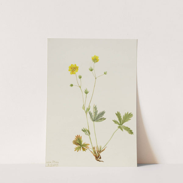 Grayleaf Fivefinger (Potentilla glaucophylla) (1905) by Mary Vaux Walcott