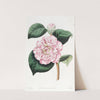 Gray's Invincible Camellia by Sydenham Edwards