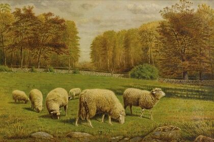 Grazing Sheep
