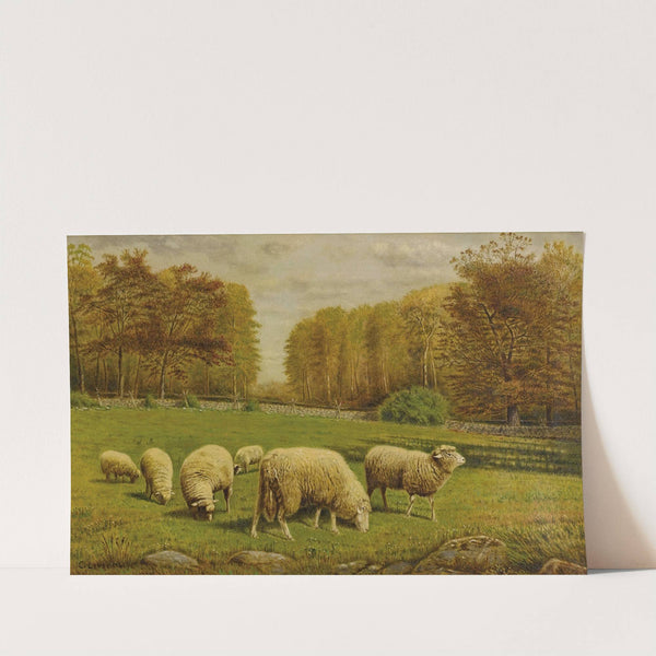 Grazing Sheep by Clinton Loveridge