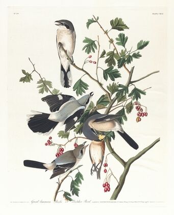 Great American shrike or butcher bird