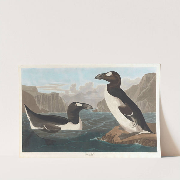 Great auk by John James Audubon