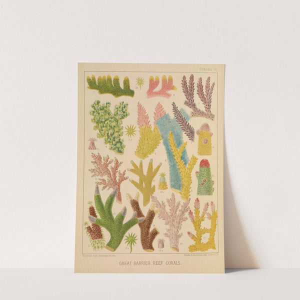 Great Barrier Reef Corals III (1893) by William Saville-Kent