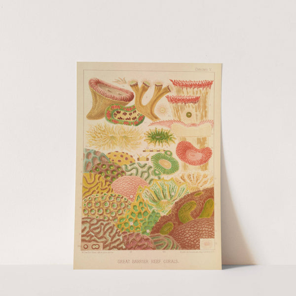 Great Barrier Reef Corals (1893) by William Saville-Kent