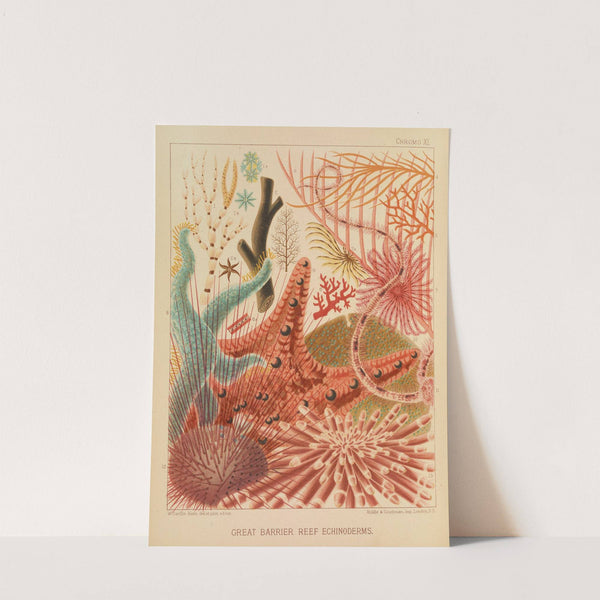 Great Barrier Reef Echinoderms (1893) by William Saville-Kent