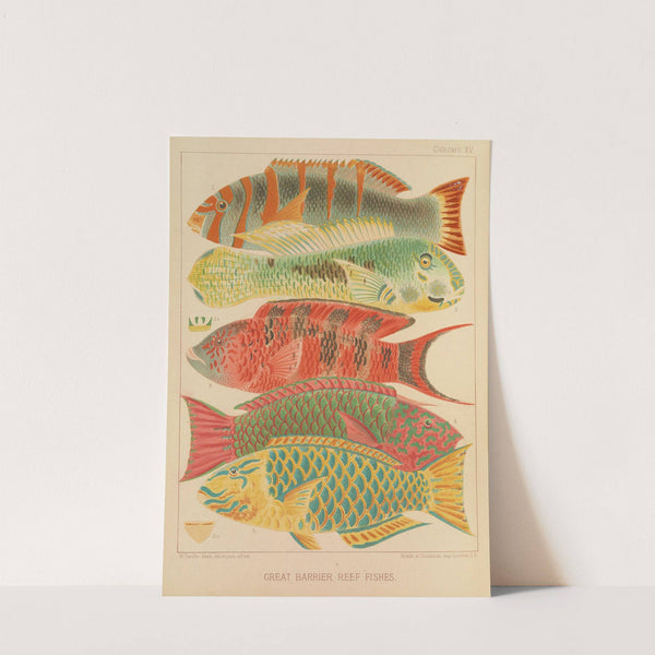 Great Barrier Reef Fishes (1893) by William Saville-Kent