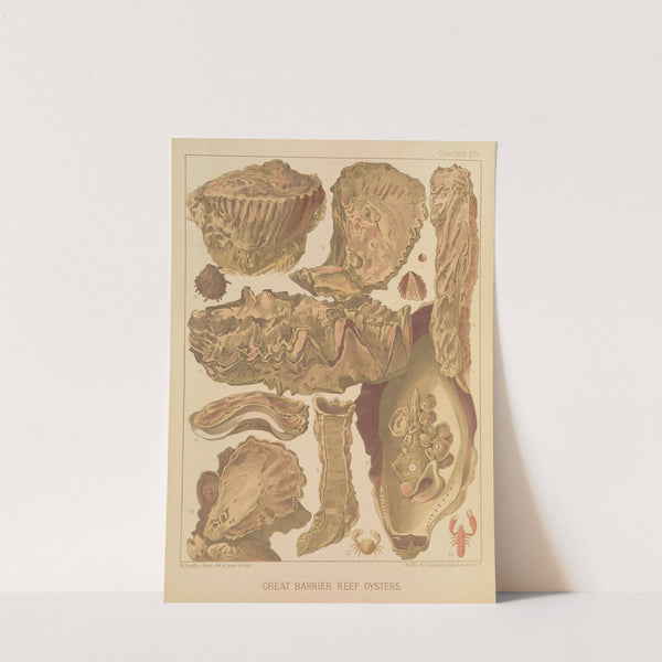 Great Barrier Reef Oysters by William Saville-Kent
