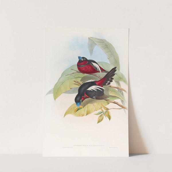 Great-billed Eurylaime by John Gould