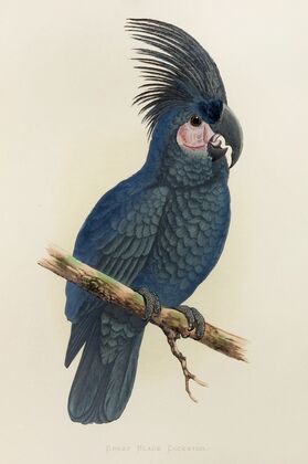 Great Black Cockatoo of New Guinea, or Goliath Aratoo (1884-1887) — size preview