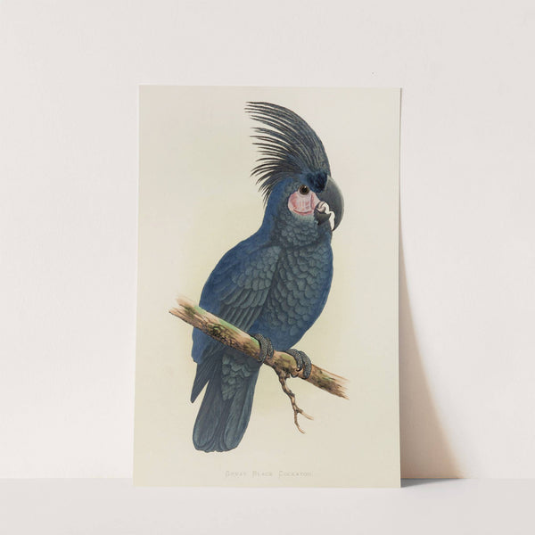 Great Black Cockatoo of New Guinea, or Goliath Aratoo (1884-1887) by Alexander Francis Lydon