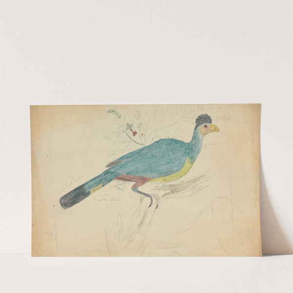 Great Blue Turaco by James Sowerby