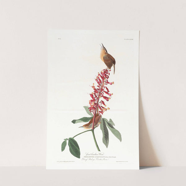 Great Carolina wren by John James Audubon