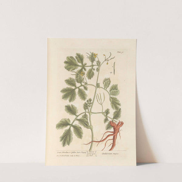 Great celandine or yellow-horn poppy by Elizabeth Blackwell