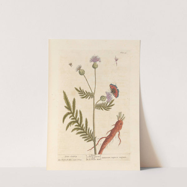 Great centory by Elizabeth Blackwell