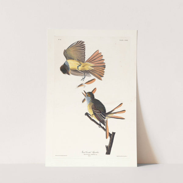 Great crested flycatcher by John James Audubon