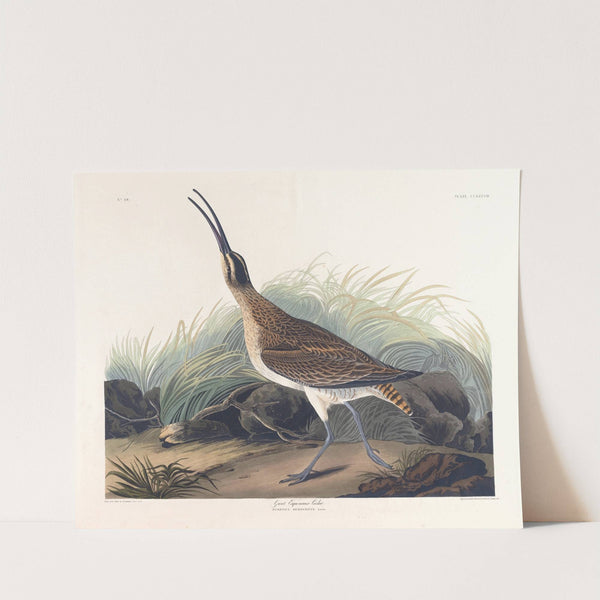 Great equimaux curlew by John James Audubon