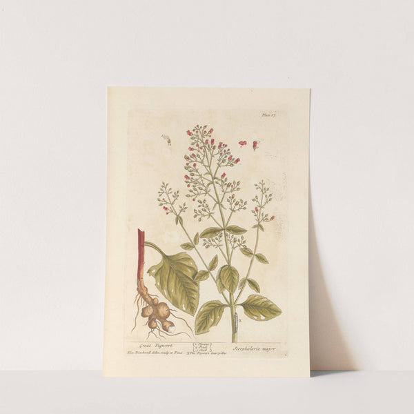 Great figwort by Elizabeth Blackwell