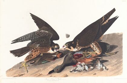 Great footed hawk