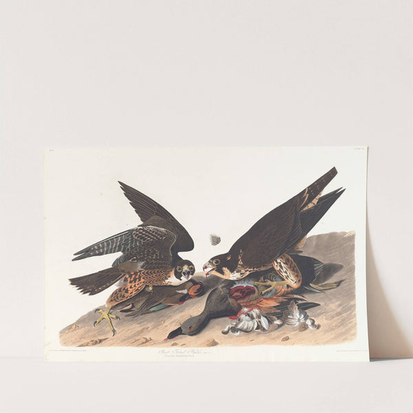Great footed hawk by John James Audubon