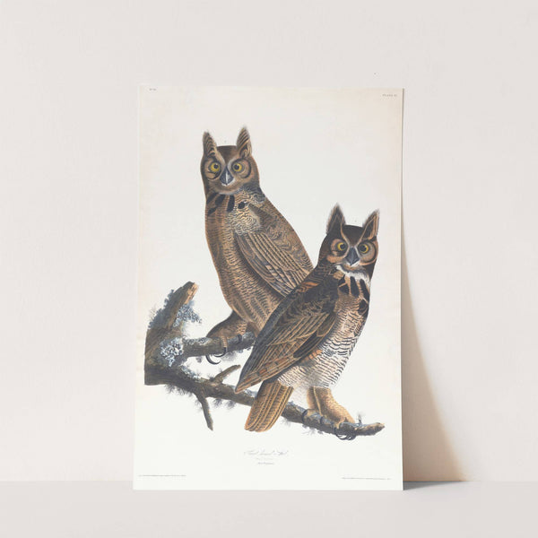 Great horned-owl by John James Audubon