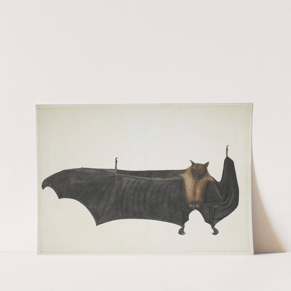 Great Indian Fruit Bat (ca. 1777–82) by Bhawani Das