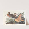 Great marbled godwit by John James Audubon