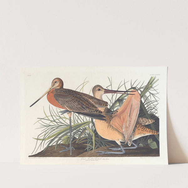 Great marbled godwit by John James Audubon